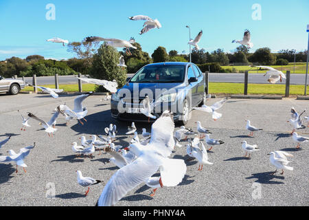 Adelaide, Australien. 2. Sep 2018. Eine Herde von Möwen versammeln sich um ein Auto in eine Szene aus einem Alfred Hitchcocks Film "Die Vögel" auf einem sonnigen Frühling Nachmittag in Adelaide Credit: Amer ghazzal/Alamy leben Nachrichten Stockfoto