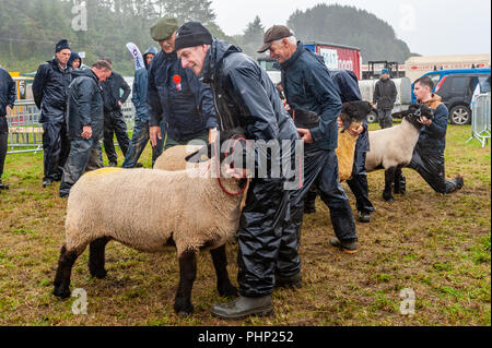 Bantry, West Cork, Irland. 2. September 2018. Bantry Agricultural Show ist, die heute an der Bantry Landebahn unter entsetzlichen Wetter. Trotz des Wetters, die Show geht weiter mit den Schafen Exponate sehr beliebt. Credit: Andy Gibson/Alamy leben Nachrichten Stockfoto