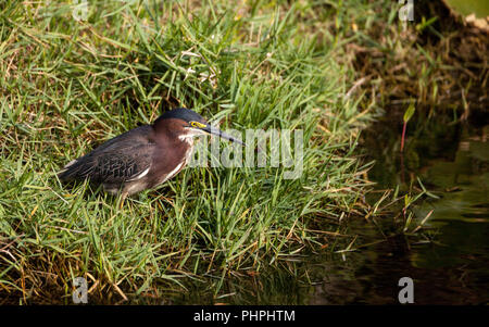 Little Green Heron Butorides virescens waten Vogel jagt für Essen Stockfoto