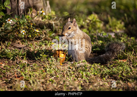 Braun wenig Shermans Fuchs Eichhörnchen Sciurus niger shermani Stockfoto