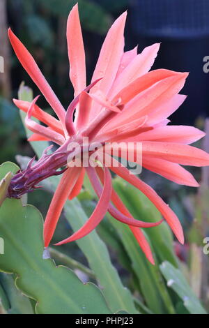 Nahaufnahme von Epiphyllum ackermannii oder Rote Orchidee Kakteen Epiphyllum oder als bekannt Stockfoto