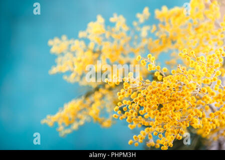 Mimosa im Glas auf dem Tisch Stockfoto