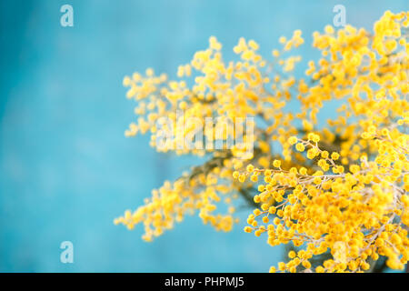 Mimosa im Glas auf dem Tisch Stockfoto