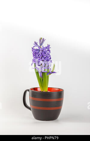 Violett Hyazinthe blühende Blumen im Topf Stockfoto