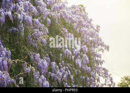 Lila wisteria Blumen Stockfoto