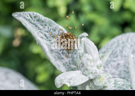 Spider Babys der Garten Spinne im Netz Stockfoto