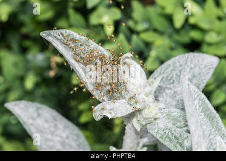 Spider Babys der Garten Spinne im Netz Stockfoto