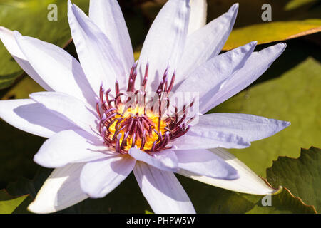 Blue Star Seerose Nymphaea nouchali Blüten Stockfoto