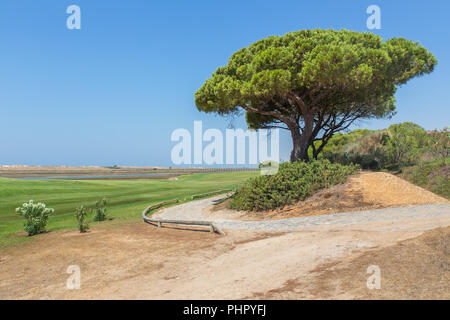 Landschaft an der Küste mit Pine Tree Stockfoto