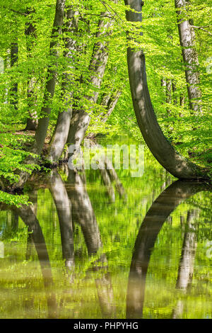 Beech Tree trunks mit Stream im Frühjahr Wald Stockfoto