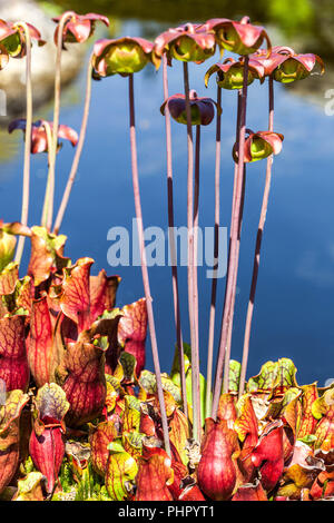 Süße Kannenpflanze, Sarracenia rubra Stockfoto