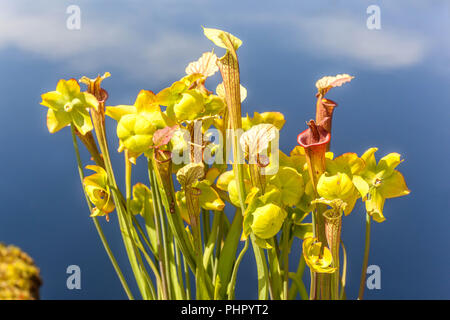 Gelbe Kannenpflanze, Sarracenia flava Stockfoto