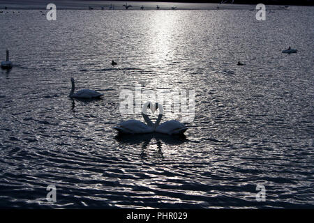 Zwei schöne weiße Schwäne auf einem See mit Hals bilden romantische Herz Stockfoto