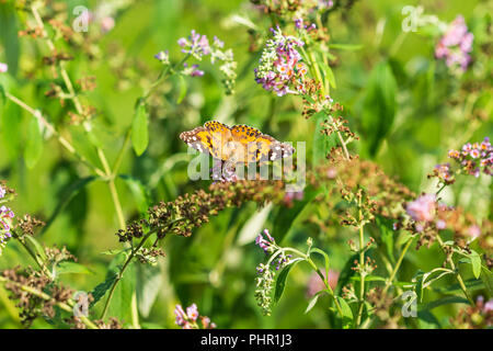 Eine Nahaufnahme eines Schmetterlings auf einem Schmetterling Bush Stockfoto