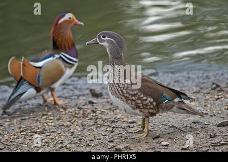 Vordergrund Bild der Rechten, Mandarinente, Aix galericulata, mit Mate nach links im Hintergrund Stockfoto