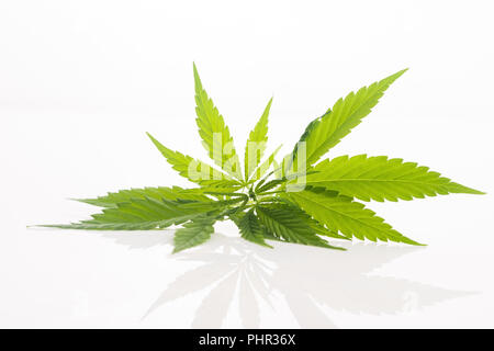 Cannabis Leaf, Marihuana Blatt isoliert auf weißem Stockfoto