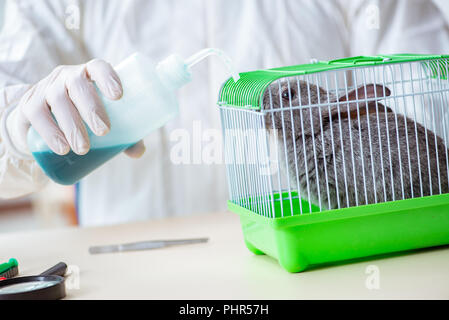 Tierarzt Arzt prüfen, Kaninchen in seiner Klinik Stockfoto