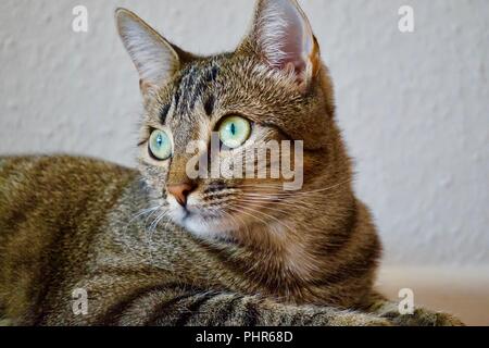 Aufmerksame niedliche Graue tiger Katze mit gelben, blauen Augen nach links Stockfoto