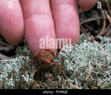 Frosch ist so Miniatur auf einem Finger Tips mit Vordergrund Moss. Stockfoto