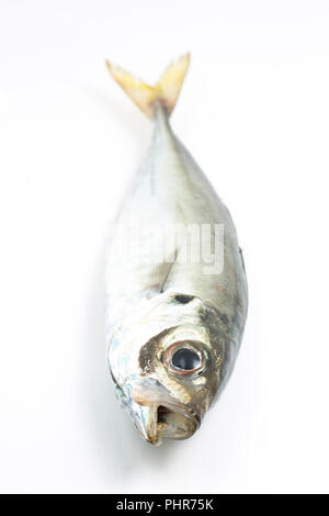 Eine einzelne scad, Trachurus trachurus, auch als Stöcker, die von Chesil Beach auf der Stange und Feder mit kleinen Makrelen gefangen wurde bekannt Stockfoto