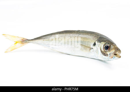 Eine einzelne scad, Trachurus trachurus, auch als Stöcker, die von Chesil Beach auf der Stange und Feder mit kleinen Makrelen gefangen wurde bekannt Stockfoto