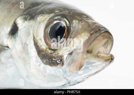 Eine einzelne scad, Trachurus trachurus, auch als Stöcker, die von Chesil Beach auf der Stange und Feder mit kleinen Makrelen gefangen wurde bekannt Stockfoto