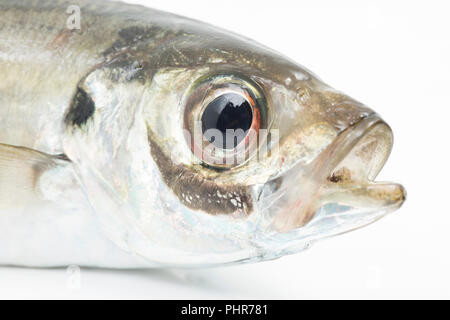 Eine einzelne scad, Trachurus trachurus, auch als Stöcker, die von Chesil Beach auf der Stange und Feder mit kleinen Makrelen gefangen wurde bekannt Stockfoto