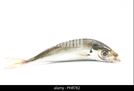 Eine einzelne scad, Trachurus trachurus, auch als Stöcker, die von Chesil Beach auf der Stange und Feder mit kleinen Makrelen gefangen wurde bekannt Stockfoto