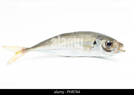 Eine einzelne scad, Trachurus trachurus, auch als Stöcker, die von Chesil Beach auf der Stange und Feder mit kleinen Makrelen gefangen wurde bekannt Stockfoto