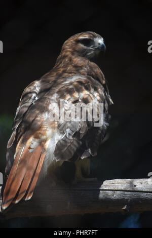 Schöne Färbung auf dem Roten Schwanz Hawk Stockfoto