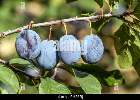 Prunus domestica Frucht. Pflaumenfrüchte auf einer Pflaumenbaumfrucht Stockfoto