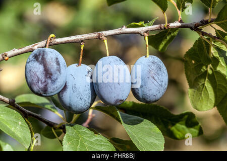 Prunus domestica fruit. Plum fruits on a Plum tree fruits Stockfoto