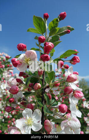 Apfelblüte im Alten Land in der Nähe von Hamburg Stockfoto