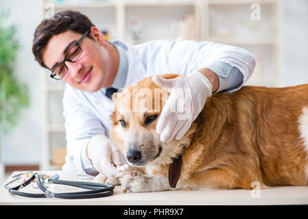 Arzt prüfen Golden Retriever Hund in der Tierklinik Stockfoto