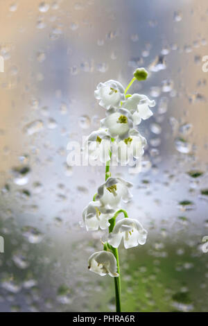 Maiglöckchen Stockfoto