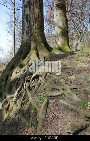 Buche Wurzeln am Hang Stockfoto