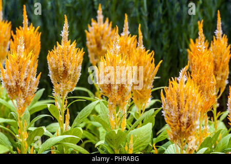 Cockscomb, Celosia argentea' gelb Aussehen' Stockfoto