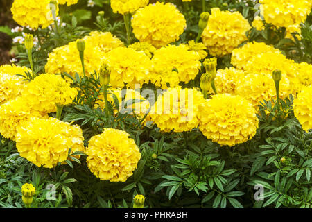 Tagetes Lady Gold, Ringelblumen Stockfoto