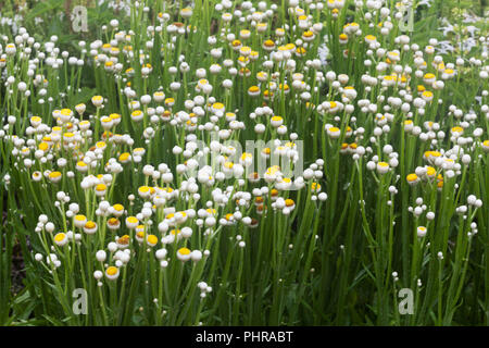 Winged ewige Ammobium alatum, 'Bikini' Stockfoto