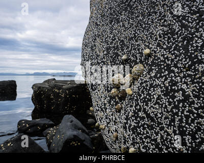 Gruppe der napfschnecken abgedeckt durch Seepocken auf einem großen Felsen Stockfoto