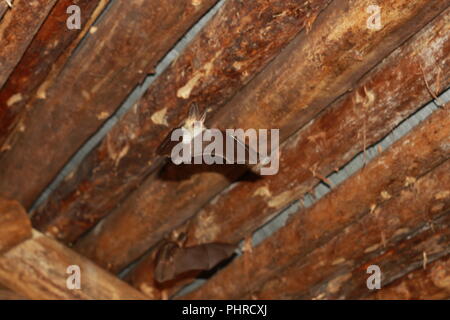 Bat in einem Haus aus Holz in der Nacht fliegen Stockfoto