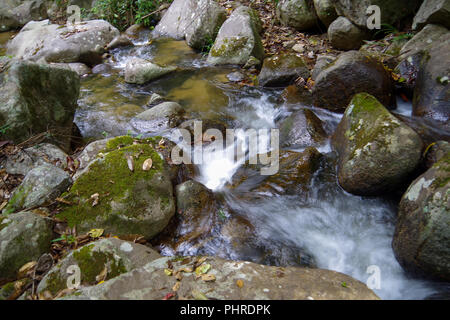 Kleiner Bach im Regenwald. Es macht den kleinen, aber sehr schönen Wasserfall Stockfoto