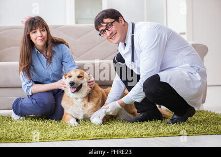 Tierarzt Arzt besuchen Golden Retriever Hund zu Hause Stockfoto