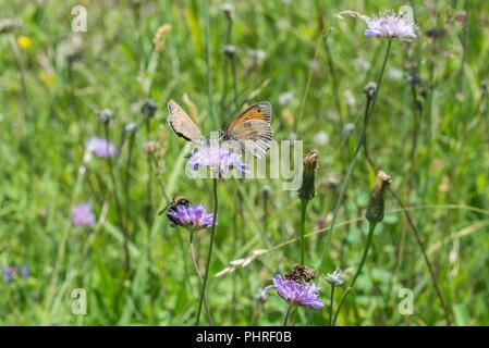 Kleiner Berg ringelwürmer Schmetterling auf einer Blüte Nah-, Makro, Deutschland Stockfoto