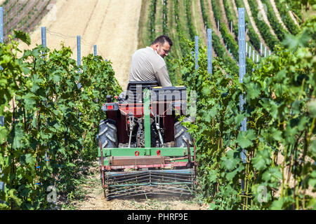 Tschechische Weinberge, Mann auf einem kleinen Traktor arbeitet in einem Weinberg, Südmähren, Tschechische Republik Bauer Europa Stockfoto