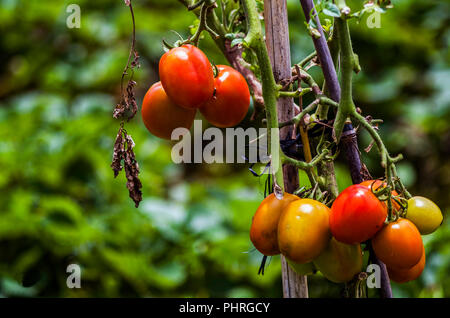 Die Tomaten reifen an der Pflanze, die Tomate Farm. Ein Teil der landwirtschaftlichen Erzeugung Stockfoto