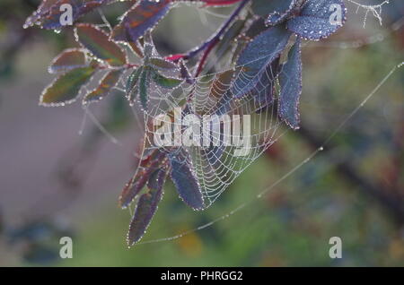 Spinnennetz auf einer Anlage auf einem nassen und nebliger Herbst Tag in einem Garten Stockfoto