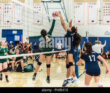 Mittelblockerinnen für West Ranch und Moorpark's High School Neuling - sophomore volleyball Team haben Hände auf Kugel über Net gleichzeitig während der Wes Stockfoto