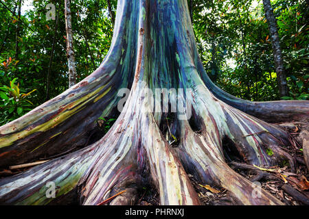 Eukalyptus Stockfoto