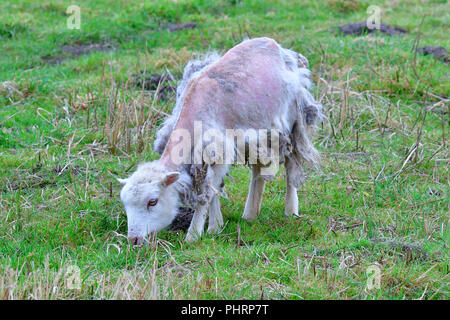 Skudde Stockfoto